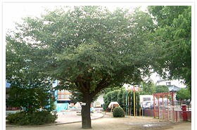 tree sakura